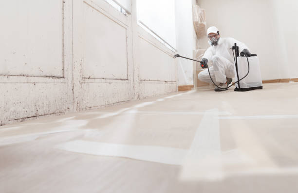 Black mold remediation team in Medfield